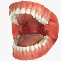 realistic teeth gums tongue max