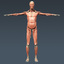 human male body muscular 3d 3ds