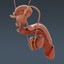 3d model human male body urinary