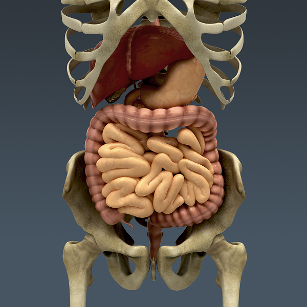 人體男性身體消化系統和骨骼 - 解剖學3d模型