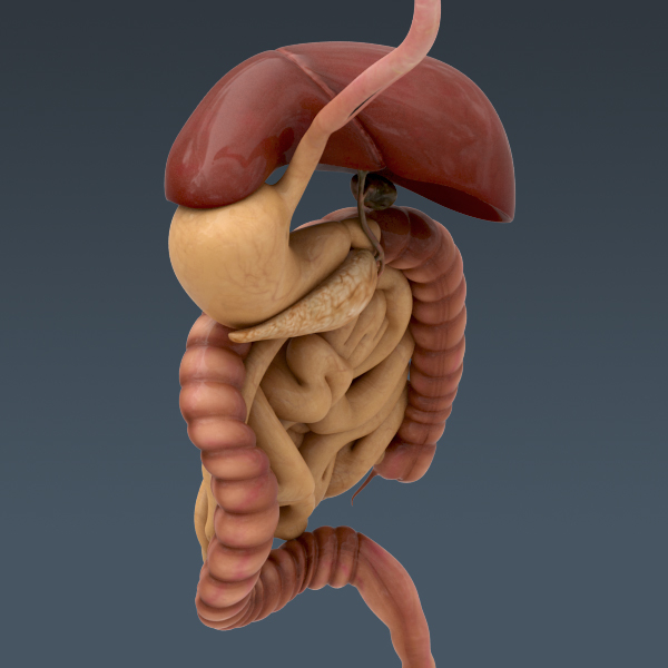 人体男性身体消化系统和骨骼 - 解剖学3d模型