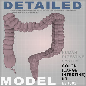 colon large intestine 3d model