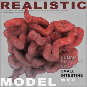 3d model small intestine digestive