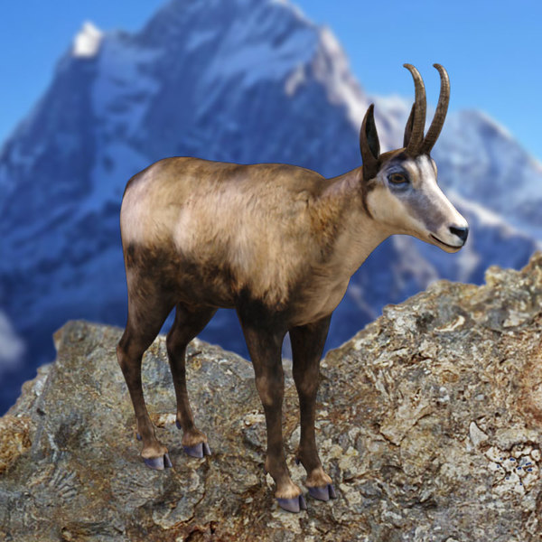 4d chamois