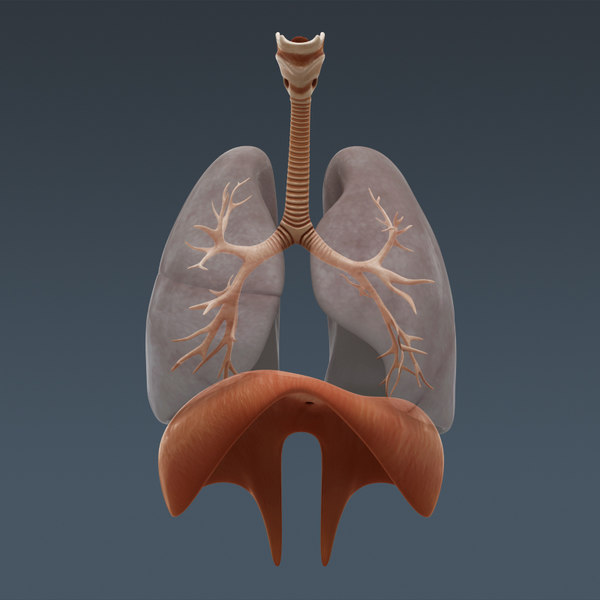 human internal organs - 3d model