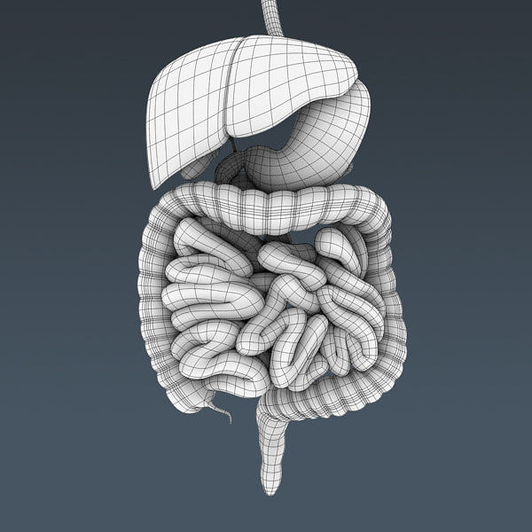 human internal organs - 3d model