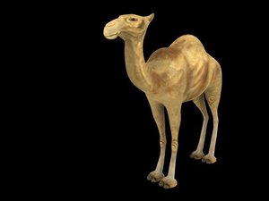 3d camel model