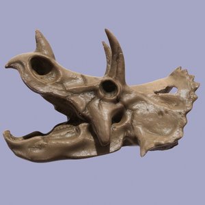 3d model triceratops skull