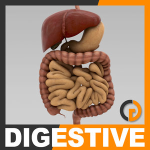 Digestive System 3D Models for Download | TurboSquid