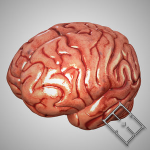human brain obj
