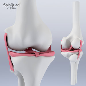 3d knee ligament model