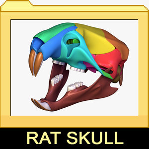 rat skull separated bones anatomy 3d max