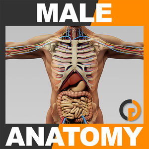 human male anatomy - 3d model