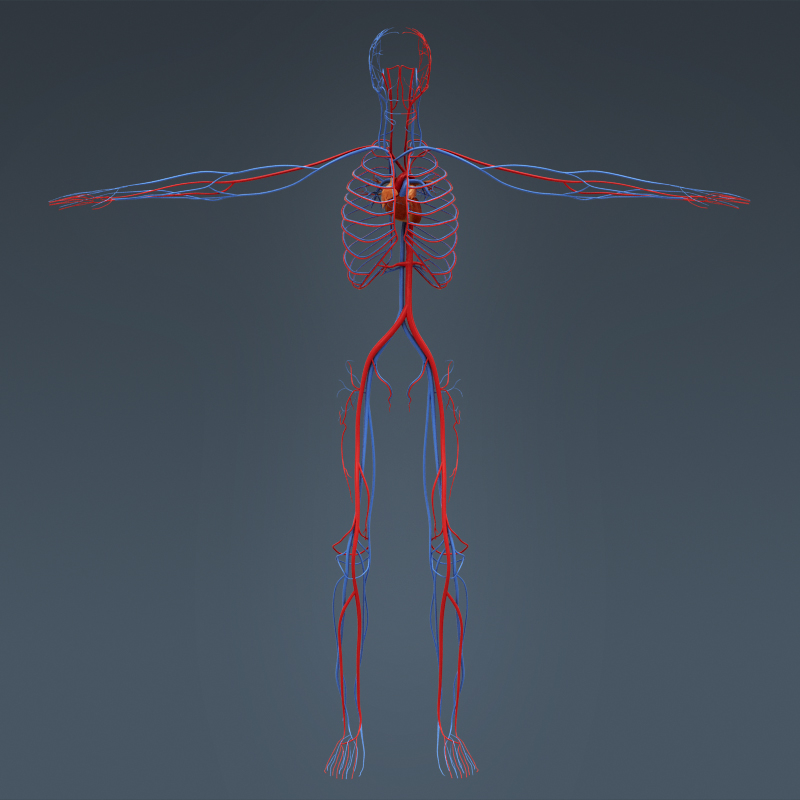 人体男性解剖学 - 身体,骨骼和内脏3d模型