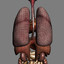 human male anatomy - 3d model