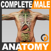 3d human male anatomy - model