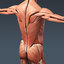 3d human male anatomy - model