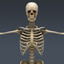 3d human male anatomy - model