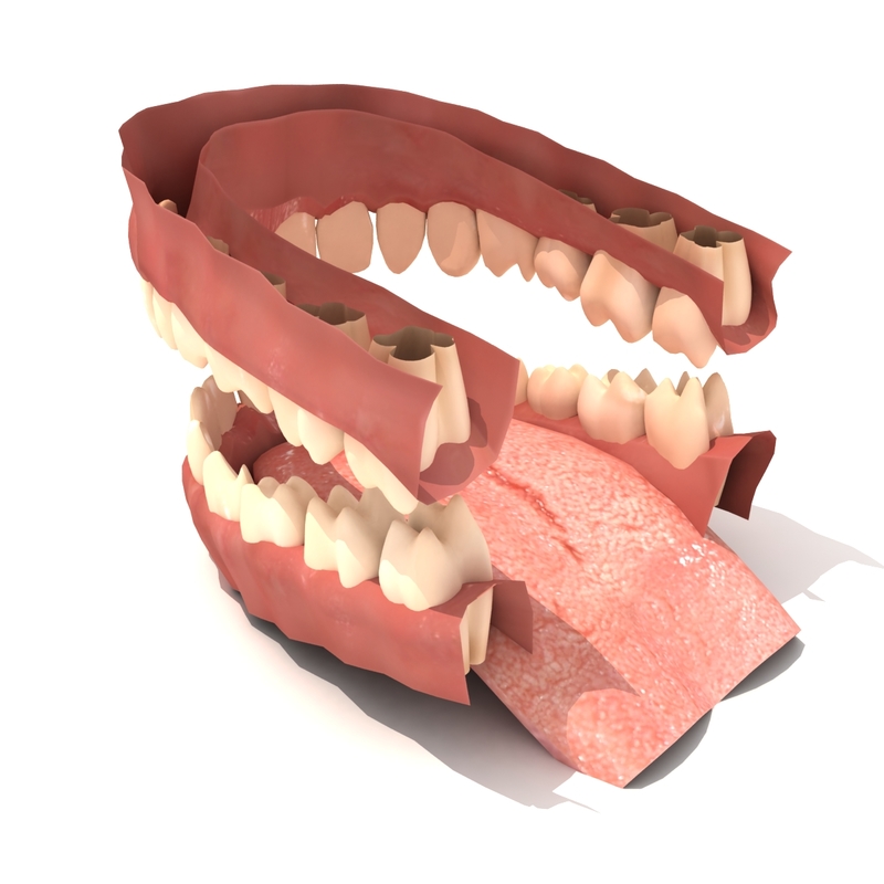 maya teeth gums