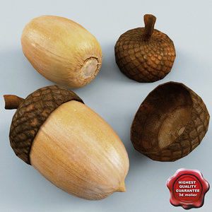 3d model acorn modelled