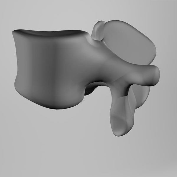 3d Lumbar Vertebrae Model