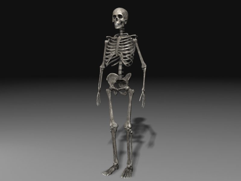 human skeleton 3d model