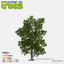 3d model realtime trees v1 -