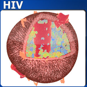 hiv medical 3d model