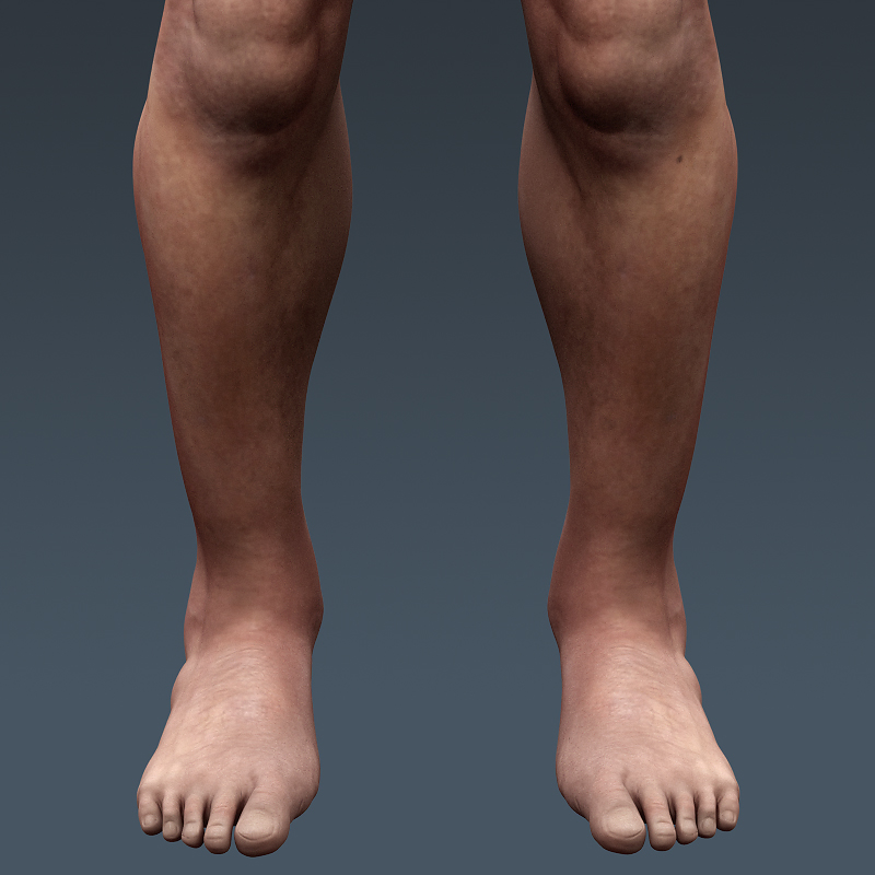 3d model human male anatomy