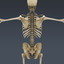 3d model human male anatomy -