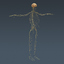 3d model human male anatomy -