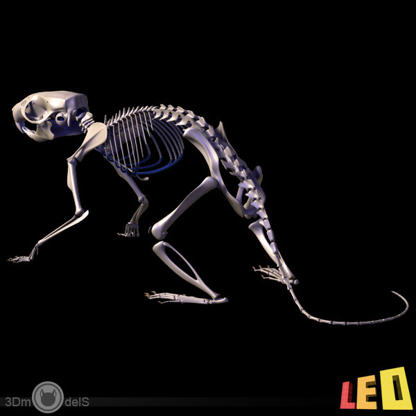 3d rat skeleton separated bones model