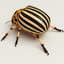 3ds colorado potato beetle