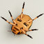 3ds colorado potato beetle