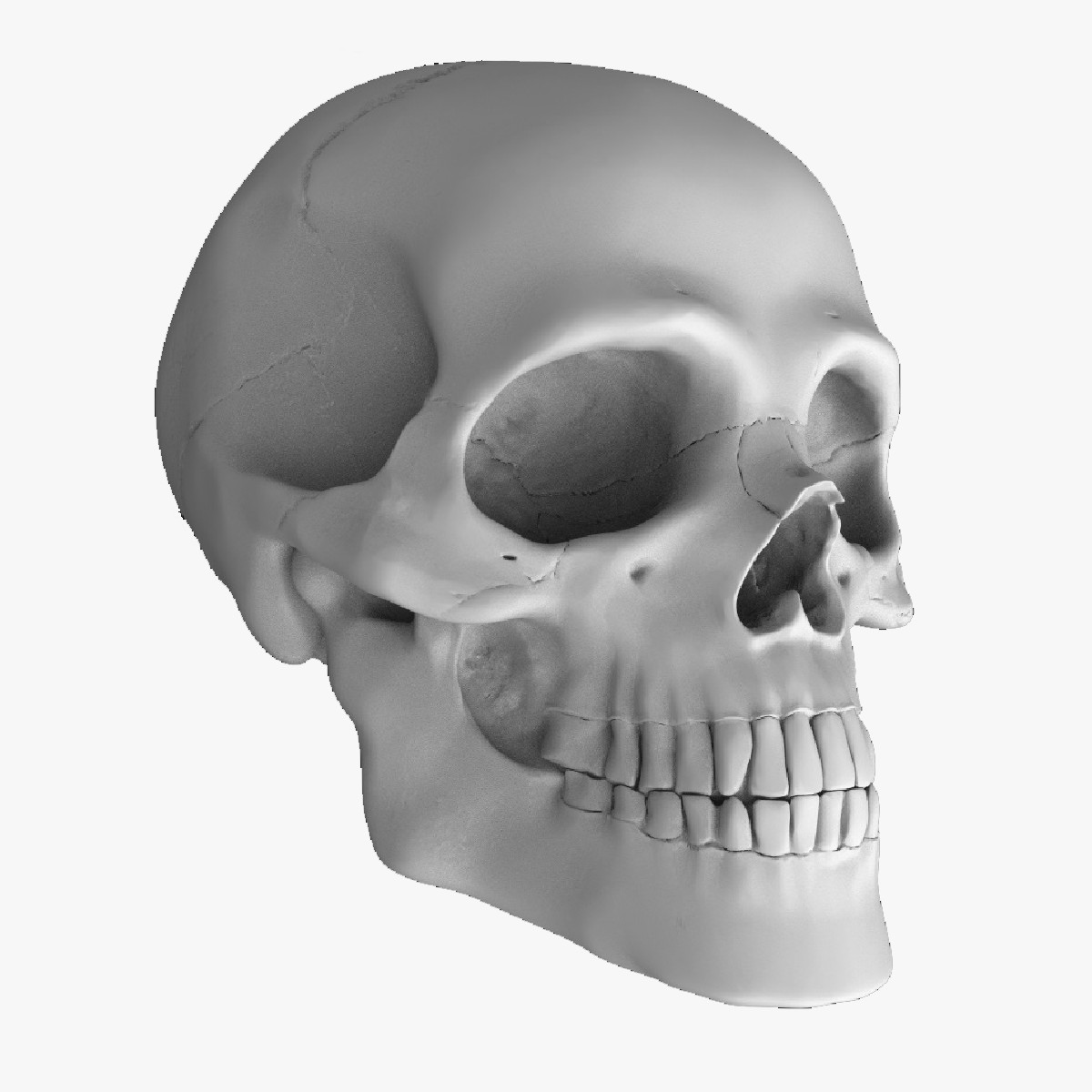 cad model of head human 3d model human skull