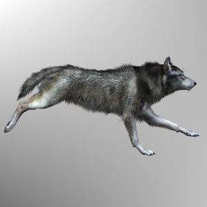 xsi photorealistic wolf canis animation