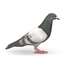 3d pigeon columba livia model