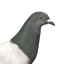 3d pigeon columba livia model