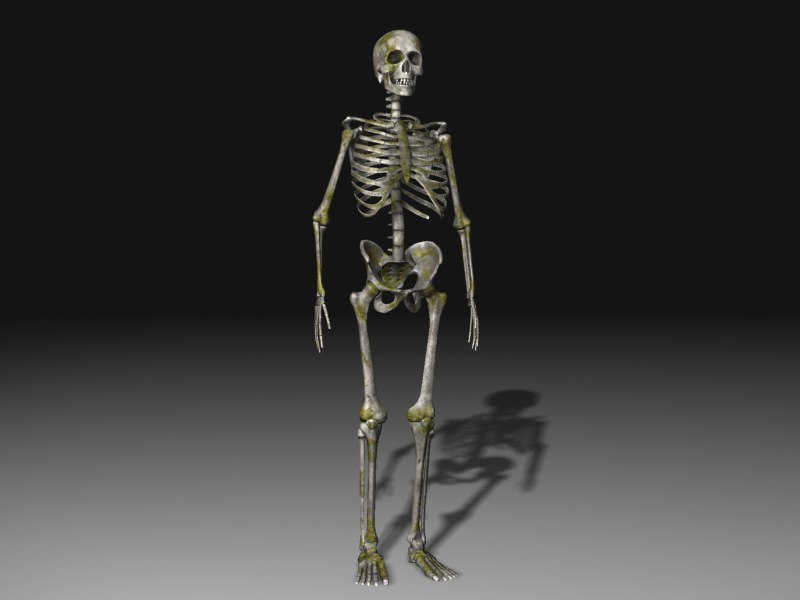 human skeleton 3d model