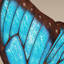 blue morpho butterfly poses obj