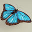 blue morpho butterfly poses obj