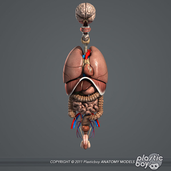 3d 3ds human internal organs