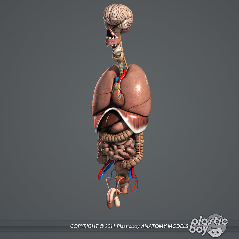 3d 3ds human internal organs