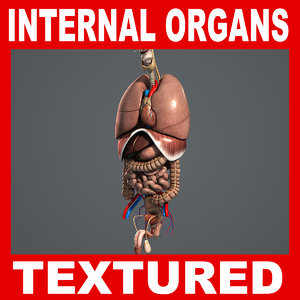 3d 3ds human internal organs