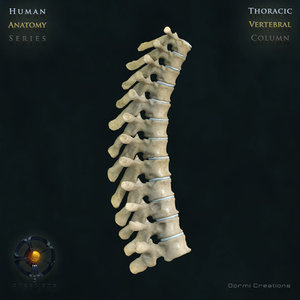 max vertebral column thoracic vertebra