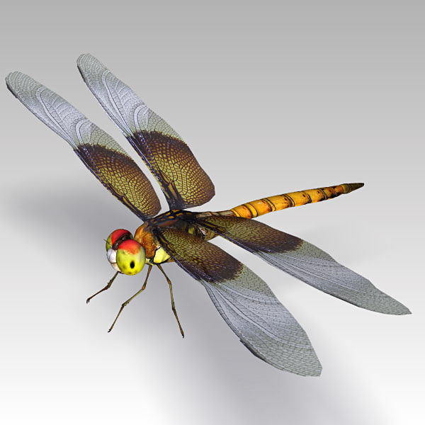 3d dragonfly cheetah3d model