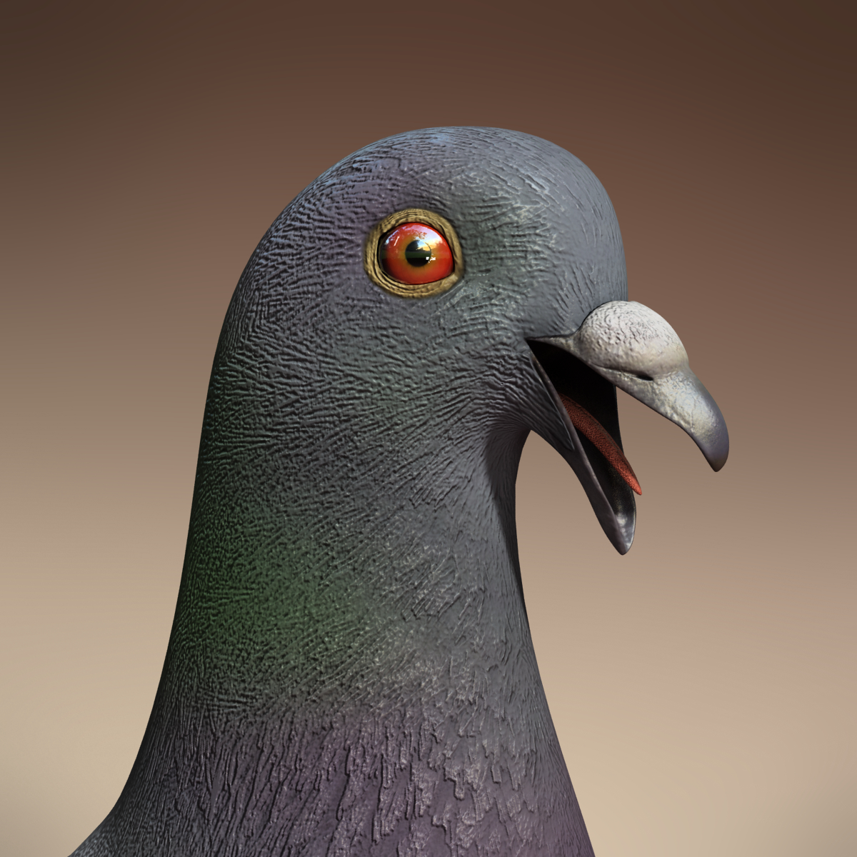 Pideon Max pigeon bird max