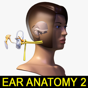 ear anatomy female head 3d max
