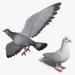 pigeon bird max