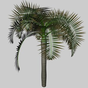 3ds max palm archontophoenix